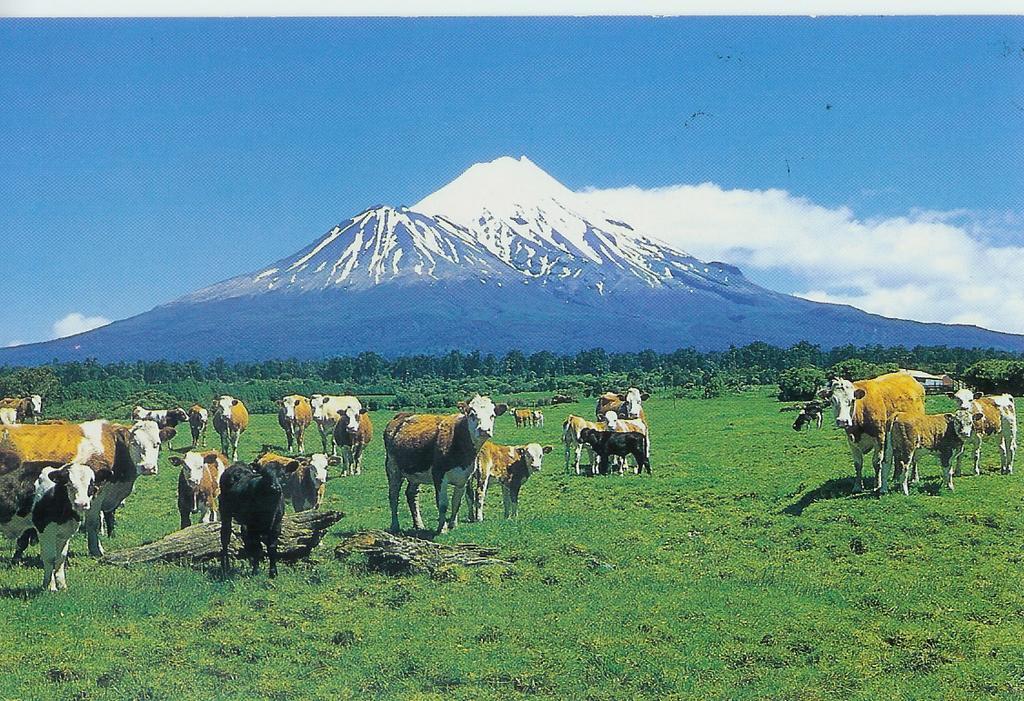 Wheatly Downs Farmstay And Backpackers Hawera Kültér fotó